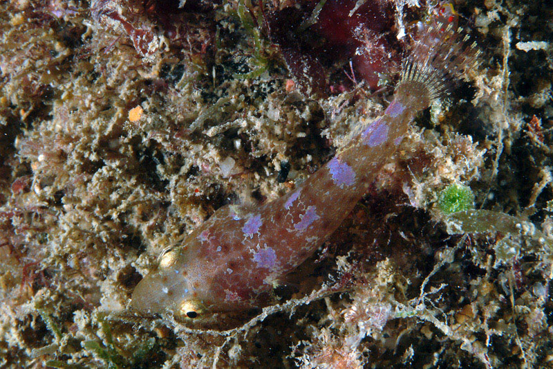 Apletodon incognitus (Hofrichter & Patzner, 1997)